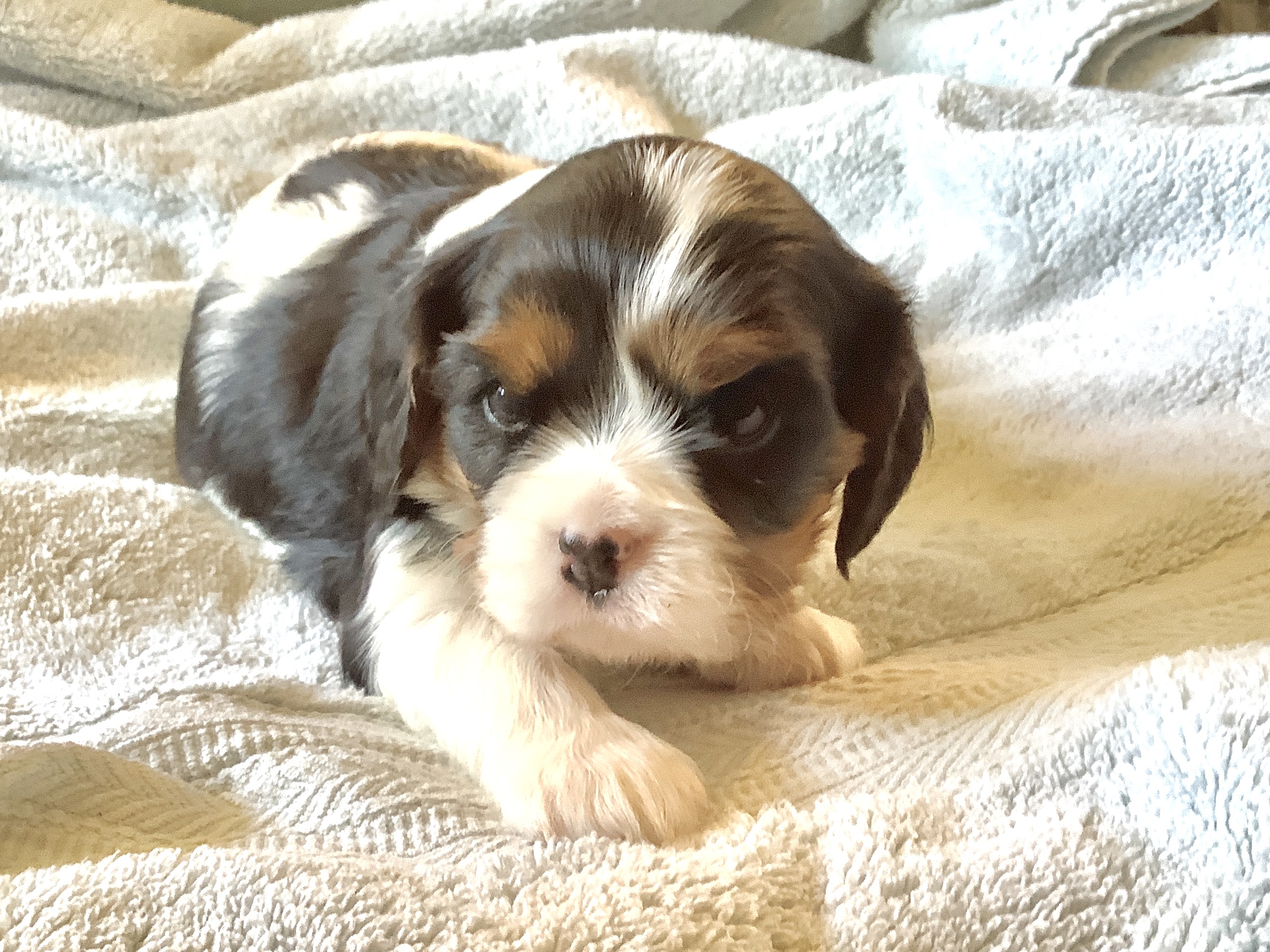 Lola