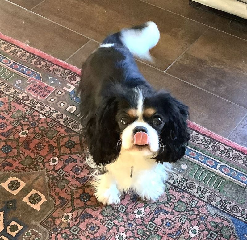 Windgate O’Golly Miss Molly “Molly”